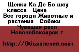 Щенки Ка Де Бо шоу класса › Цена ­ 60 000 - Все города Животные и растения » Собаки   . Чувашия респ.,Новочебоксарск г.